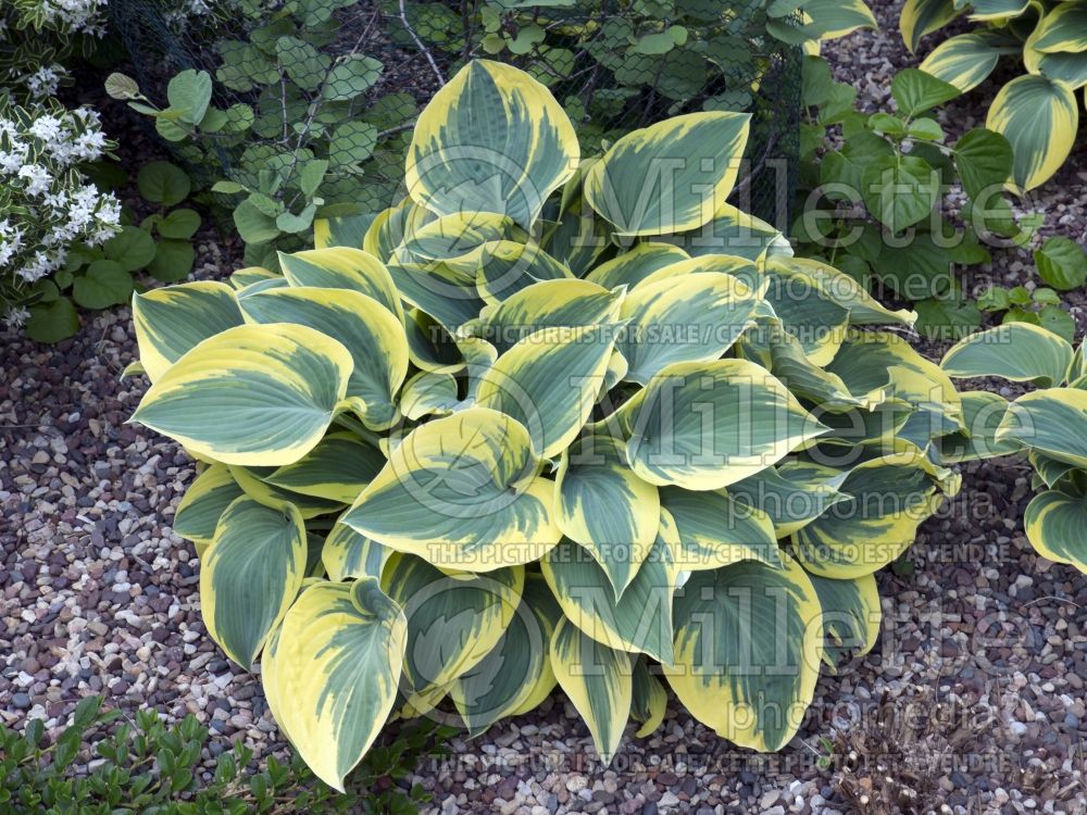 Hosta First Frost (Hosta funkia august lily) 7