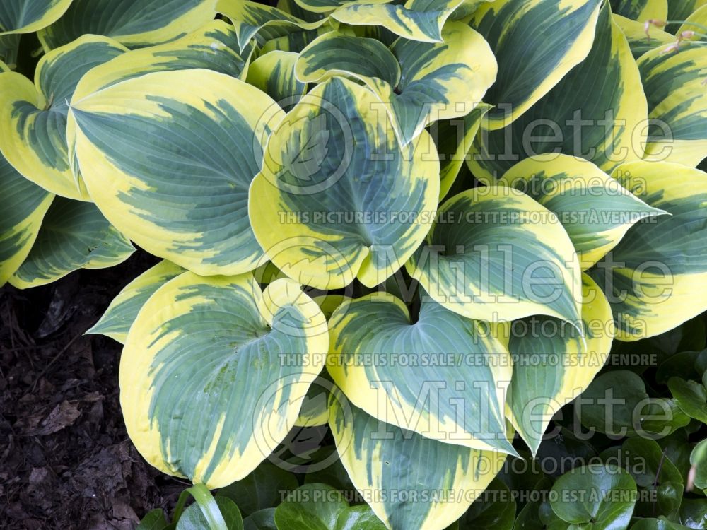 Hosta First Frost (Hosta funkia august lily) 8