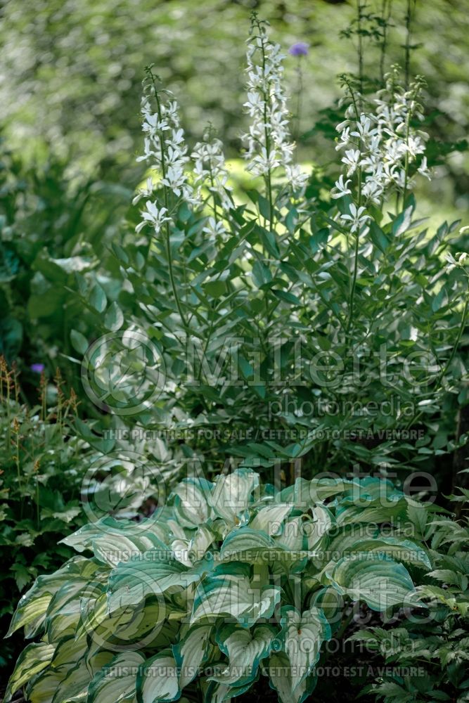 Hosta Ghost Spirit (Hosta funkia august lily) 4 