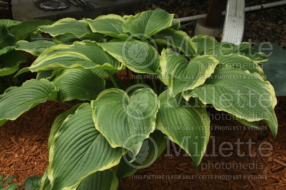 Hosta Gone With the Wind (Hosta funkia august lily) 1