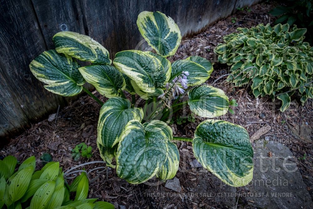 Hosta Lakeside Prophecy Fulfilled (Hosta funkia august lily) 1