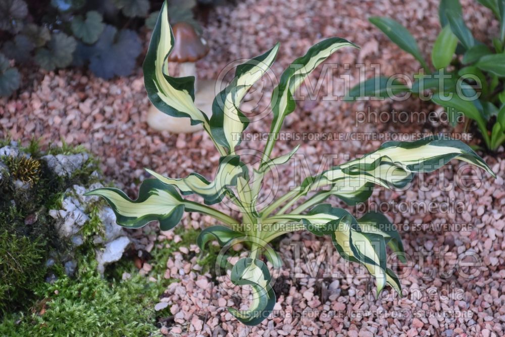 Hosta Little Caesar (Hosta funkia august lily) 2   