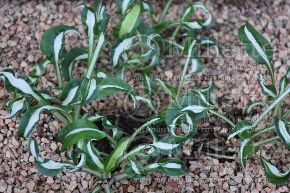 Hosta Manzo (Hosta funkia august lily) 1 