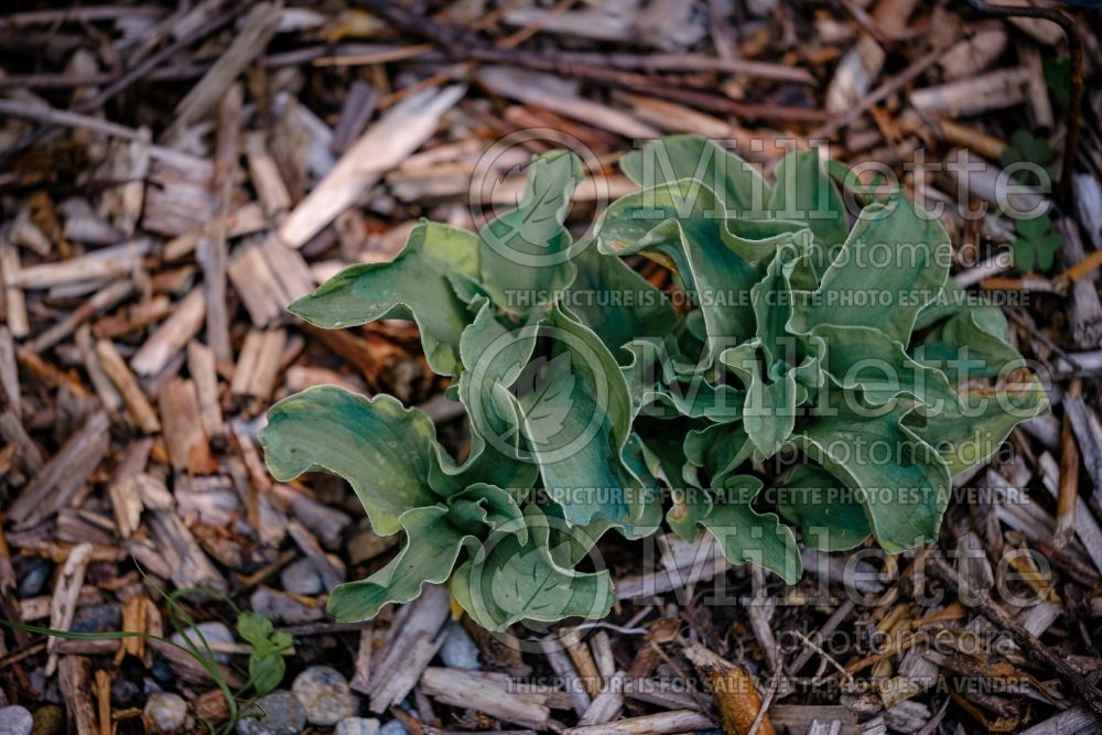 Hosta School Mouse (Hosta funkia august lily)  1