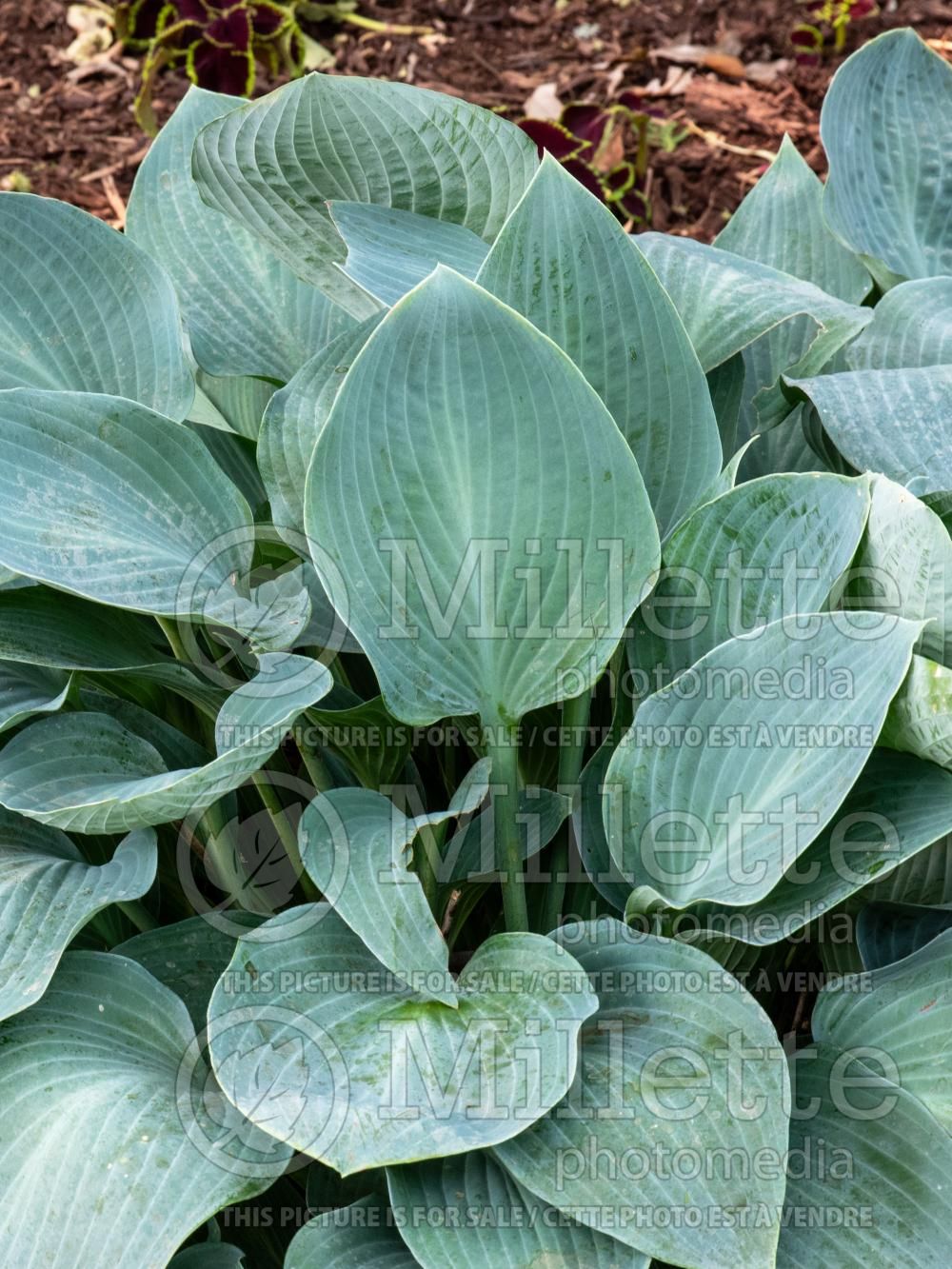 Hosta Smoke Signals (Hosta funkia august lily) 4