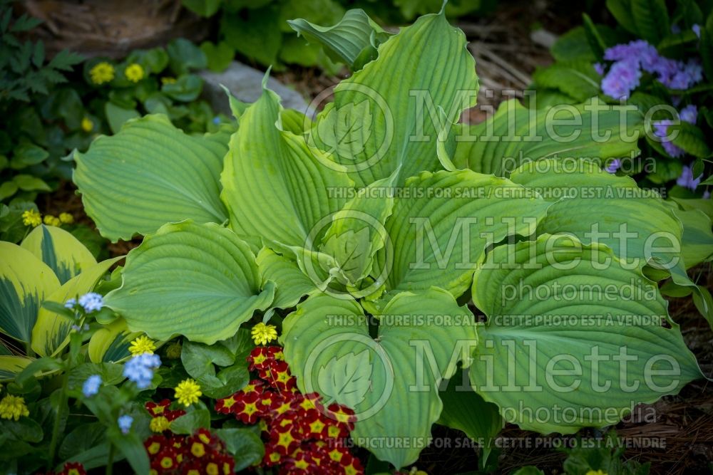 Hosta Spartacus (Hosta funkia august lily) 6