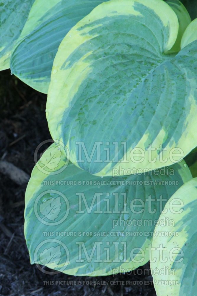Hosta Stepping Out (Hosta funkia august lily) 2