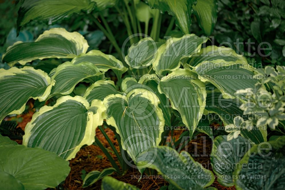 Hosta Tropical Dancer (Hosta funkia august lily) 2 