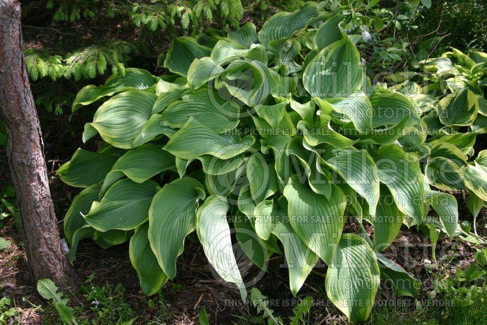 Hosta Abba Dabba Do (Hosta funkia august lily) 1 