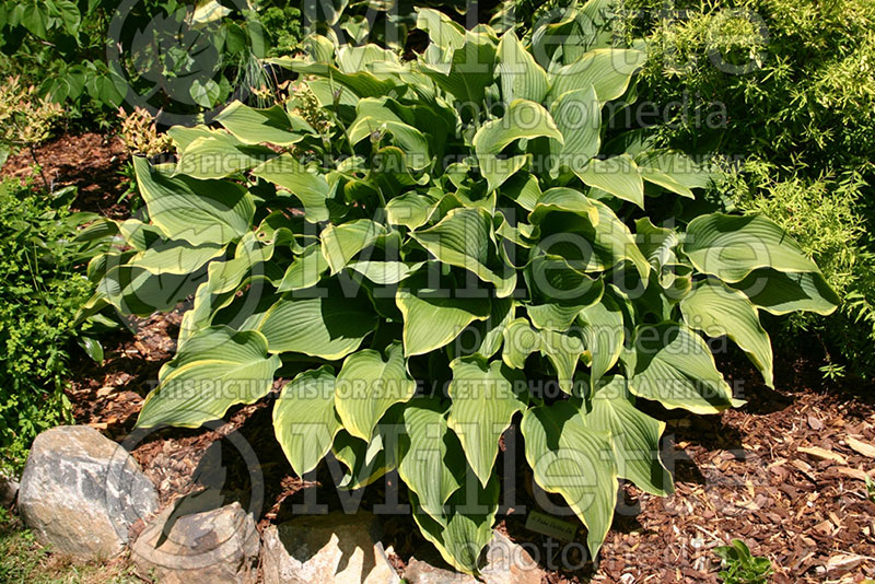 Hosta Abba Dabba Do (Hosta funkia august lily) 2 