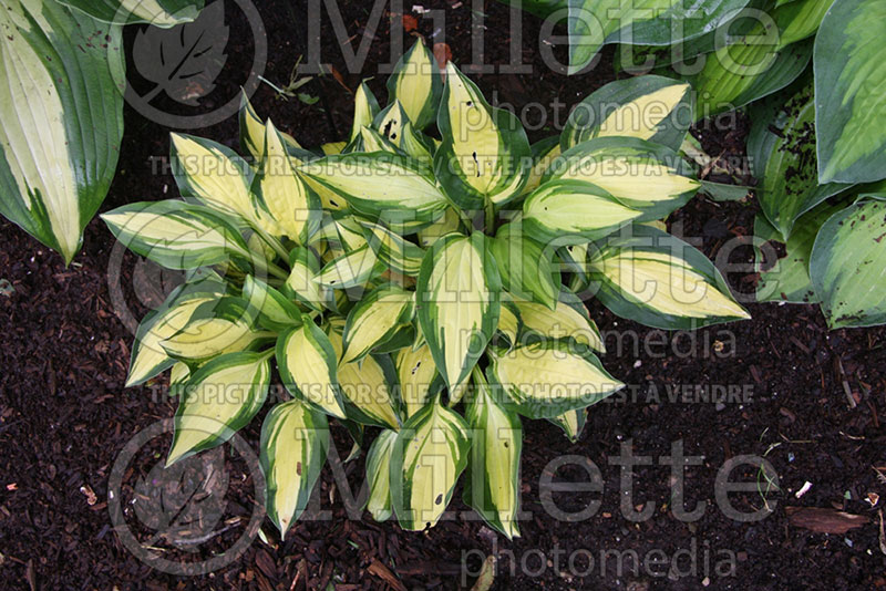 Hosta Abba Irresistible (Hosta funkia august lily) 1