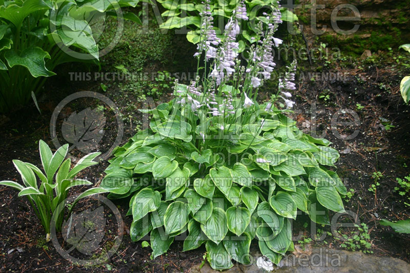 Hosta Abby (Hosta funkia august lily)  2