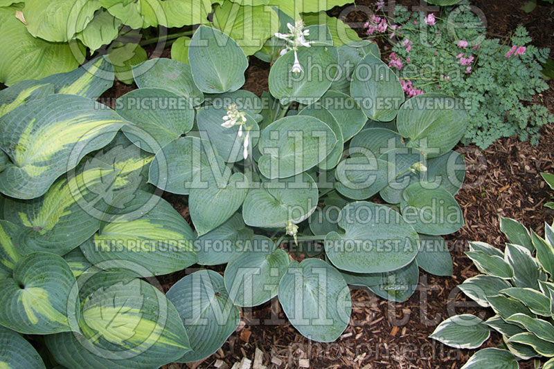 Hosta Abiqua Blue Hearts (Hosta funkia august lily) 1