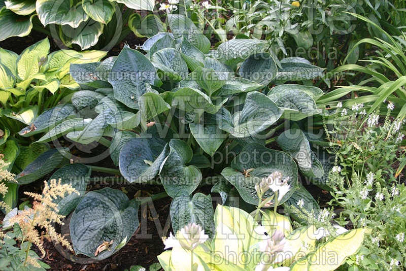 Hosta Abiqua Drinking Gourd (Hosta funkia august lily) 1 