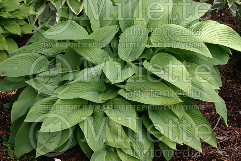 Hosta Abiqua Elephant Ears (Hosta funkia august lily) . 