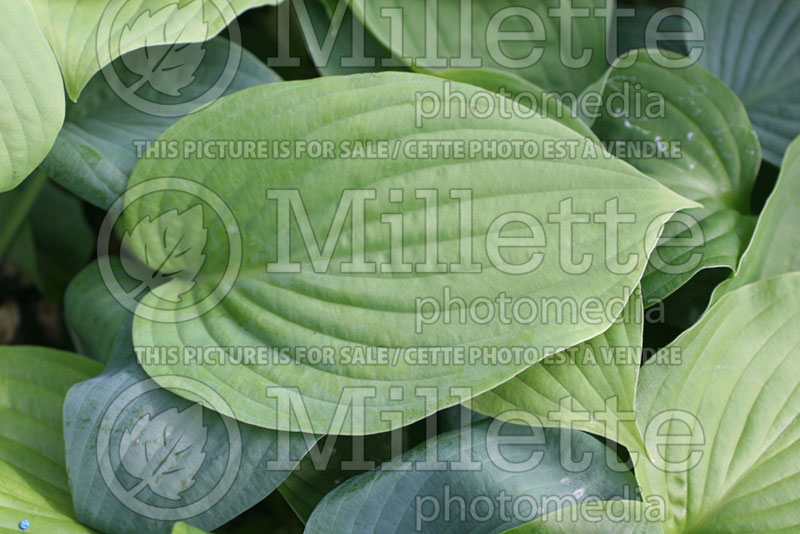 Hosta Abiqua Elephant Ears (Hosta funkia august lily) 1