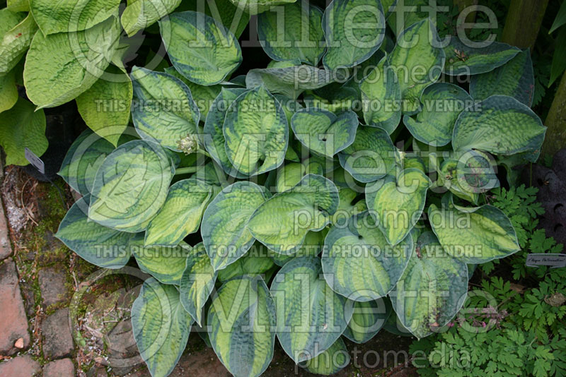 Hosta Abiqua Hallucination (Hosta funkia august lily) 1