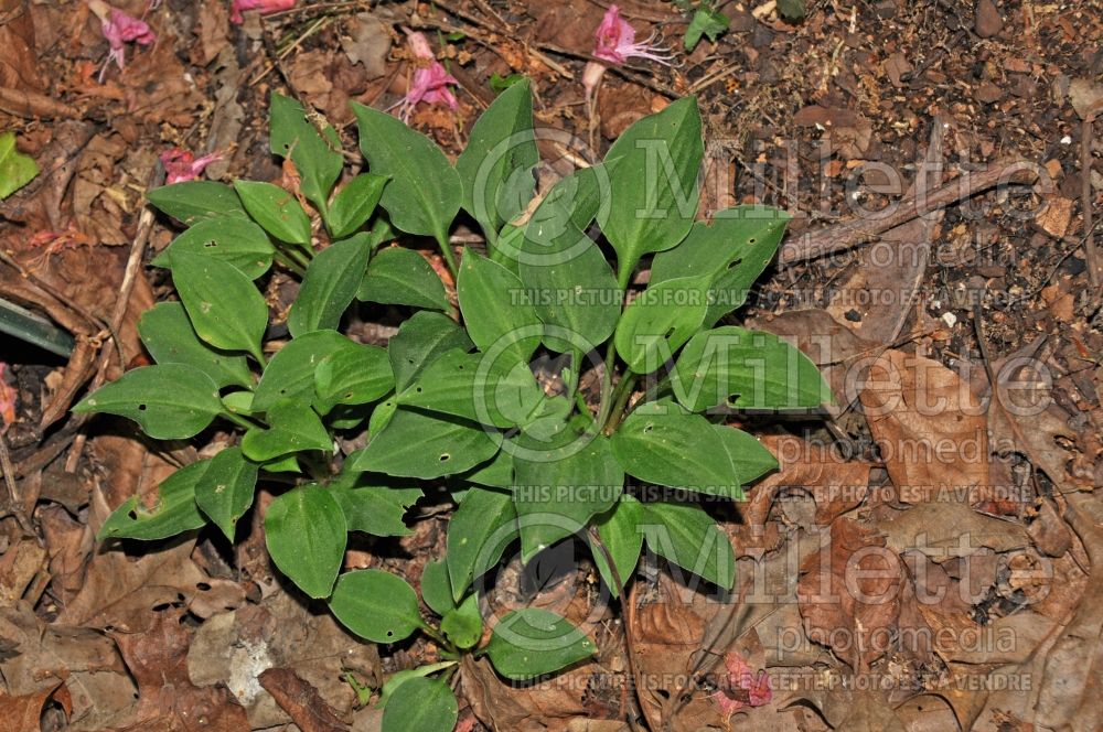 Hosta Abiqua Miniature (Hosta funkia august lily) 1