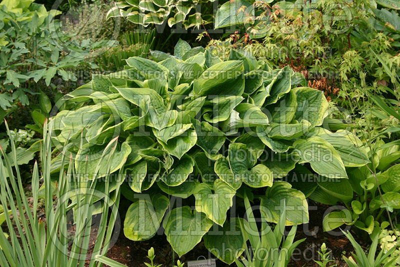 Hosta Abiqua Moonbeam (Hosta funkia august lily) 1 