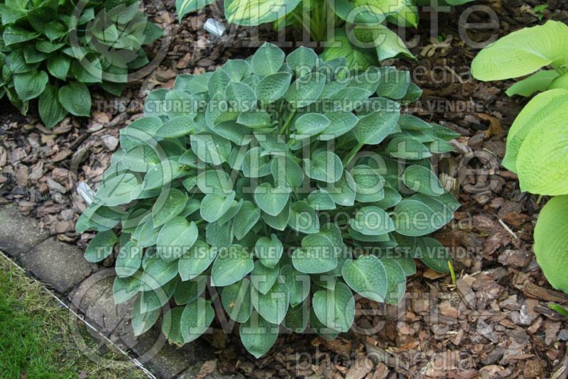 Hosta Abiqua Trumpet (Hosta funkia august lily) 2