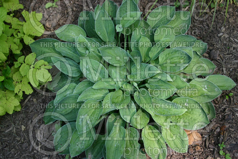 Hosta Abiqua Trumpet (Hosta funkia august lily) 1