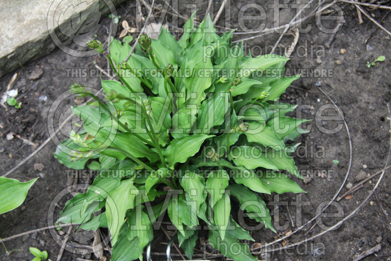 Hosta Academy Verdant Verge (Hosta funkia august lily) 1