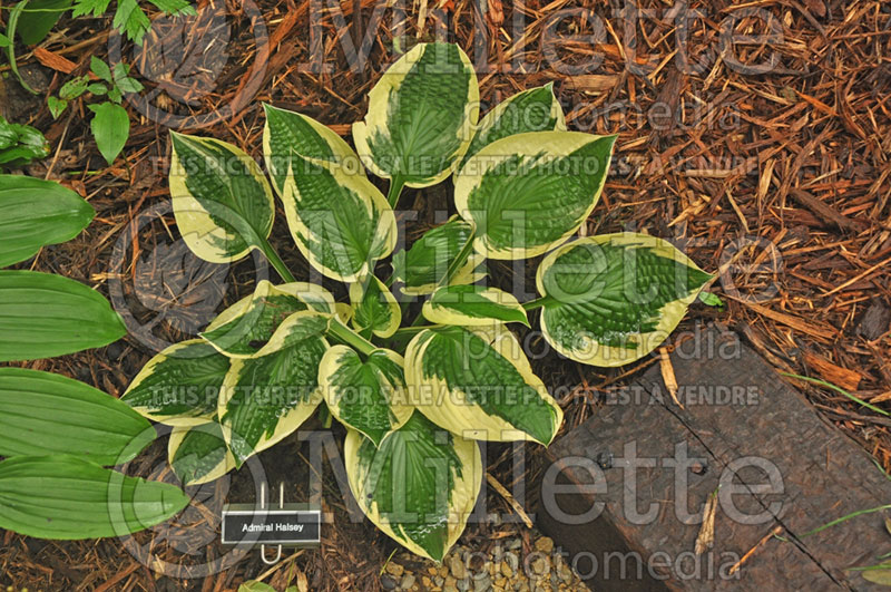 Hosta Admiral Halsey (Hosta funkia august lily) 1