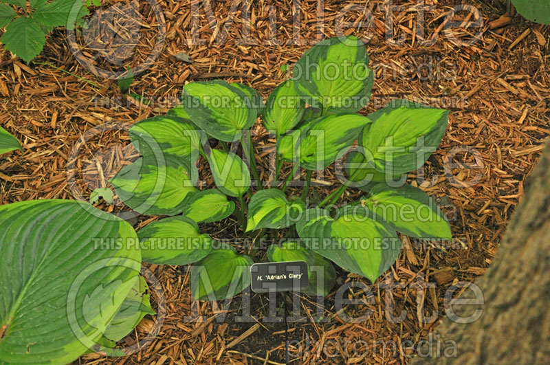 Hosta Adrian's Glory (Hosta funkia august lily) 1