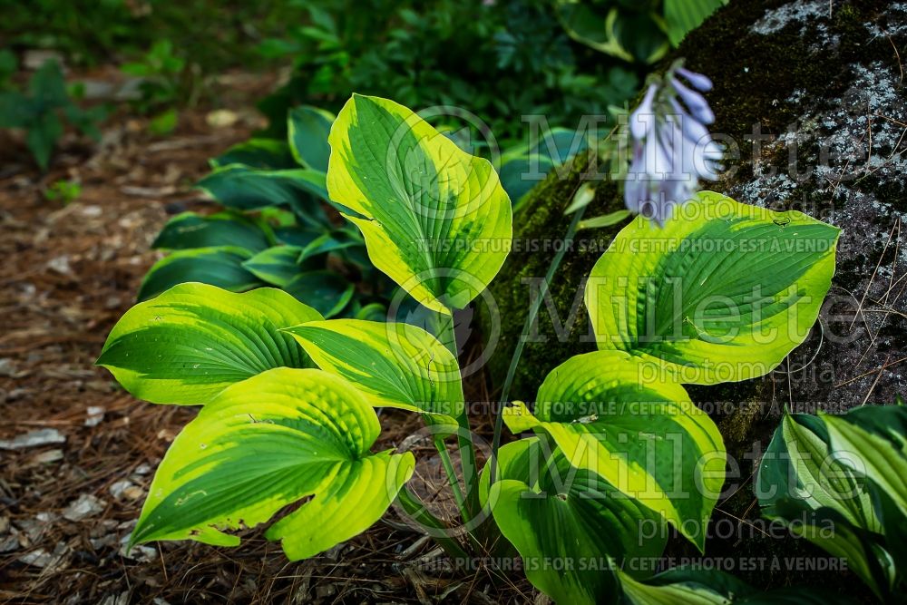 Hosta Afterglow (Hosta funkia august lily) 1