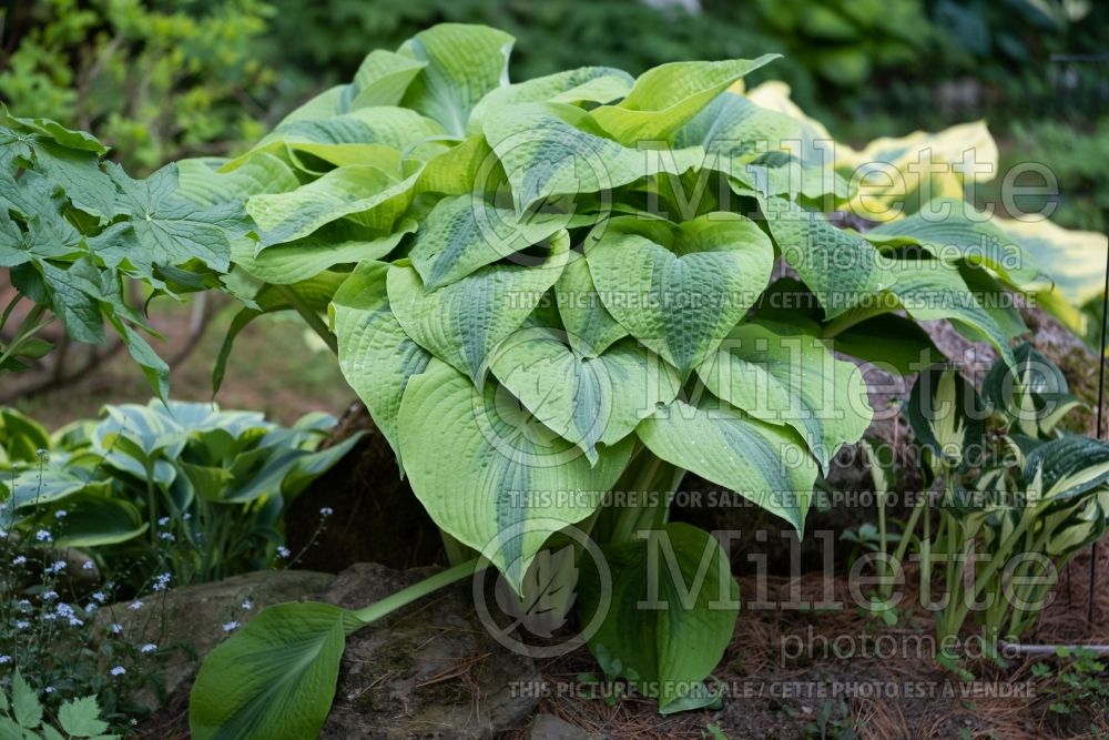 Hosta Afterglow (Hosta funkia august lily) 5