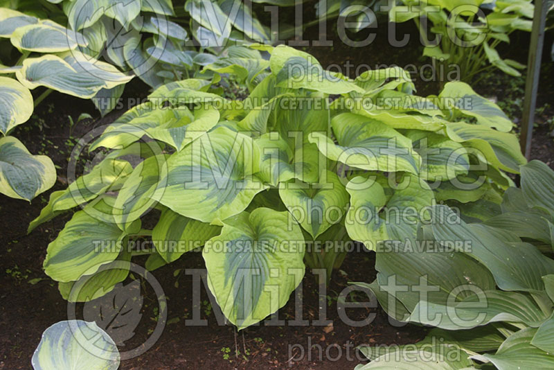 Hosta Afternoon Delight (Hosta funkia august lily) 1