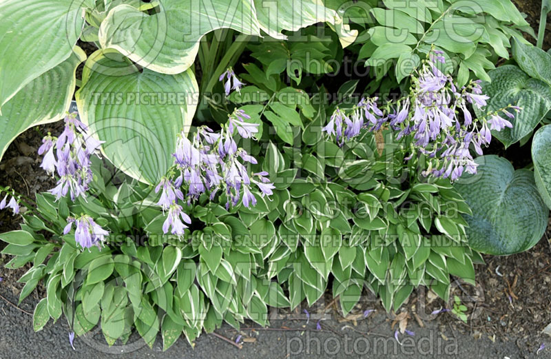 Hosta Allan P. McConnell (Hosta funkia august lily)  1