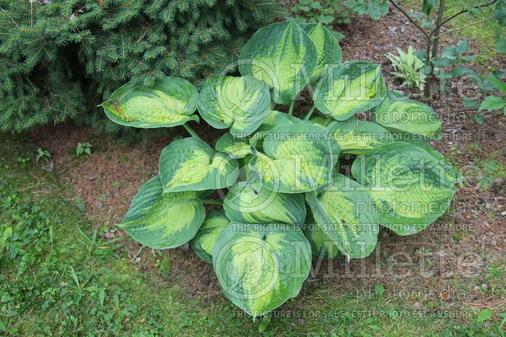 Hosta Alligator Alley (Hosta funkia august lily) 1 