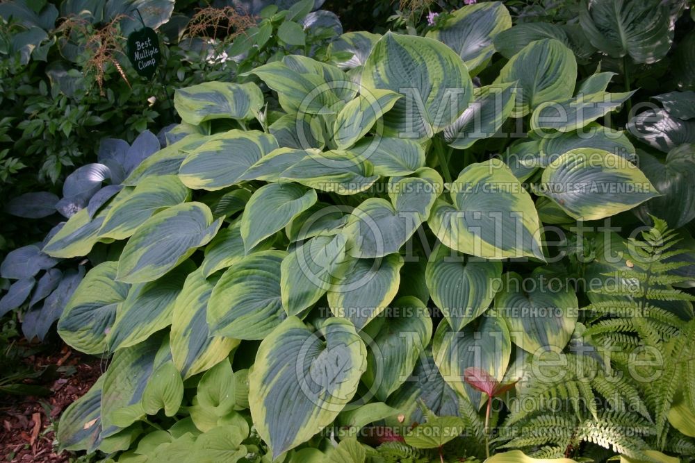 Hosta Alvatine Taylor (Hosta funkia august lily) 1