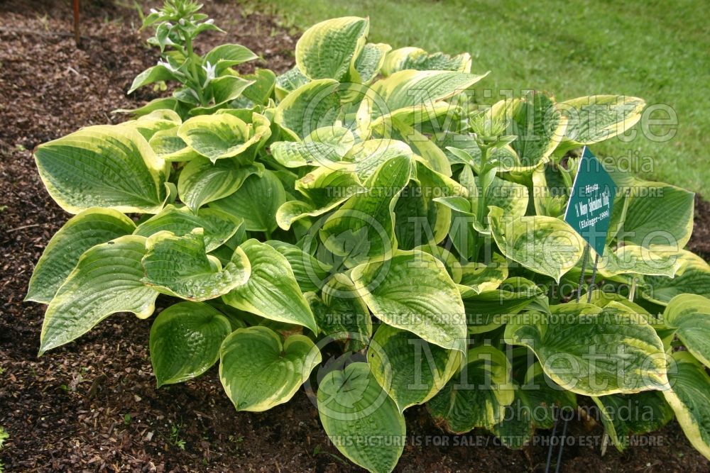 Hosta A Many Splendored Thing (Hosta funkia august lily) 1  