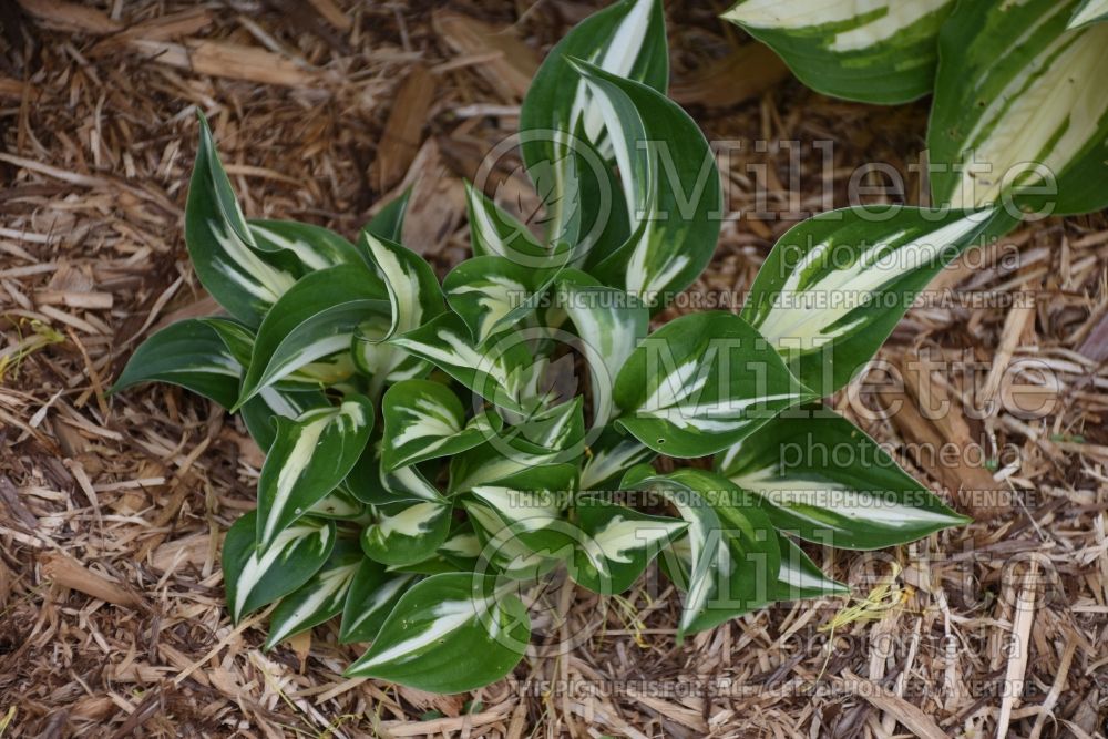 Hosta Americana (Hosta funkia august lily) 3