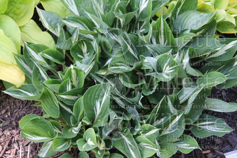 Hosta Americana (Hosta funkia august lily) 2