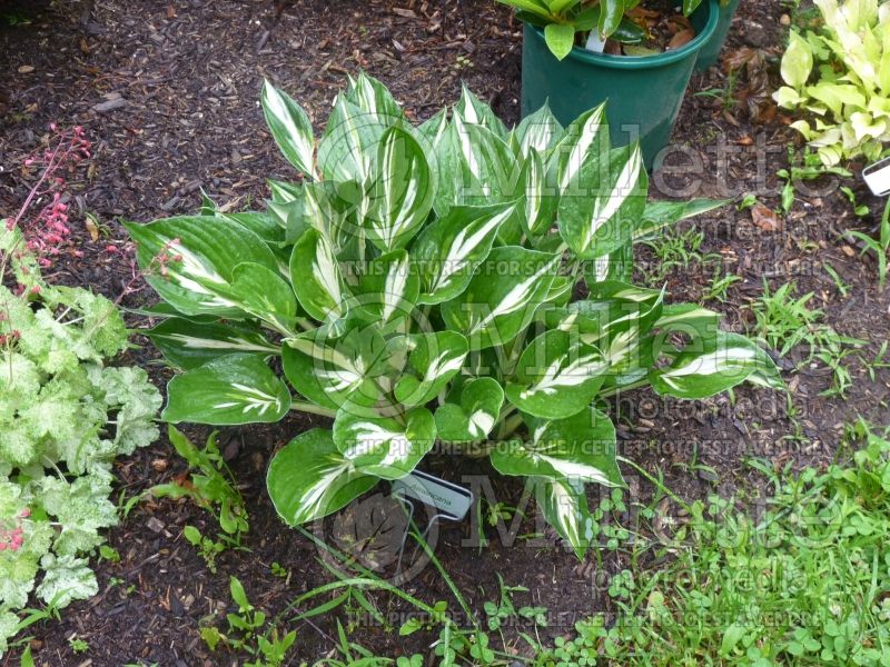 Hosta Americana (Hosta funkia august lily) 1