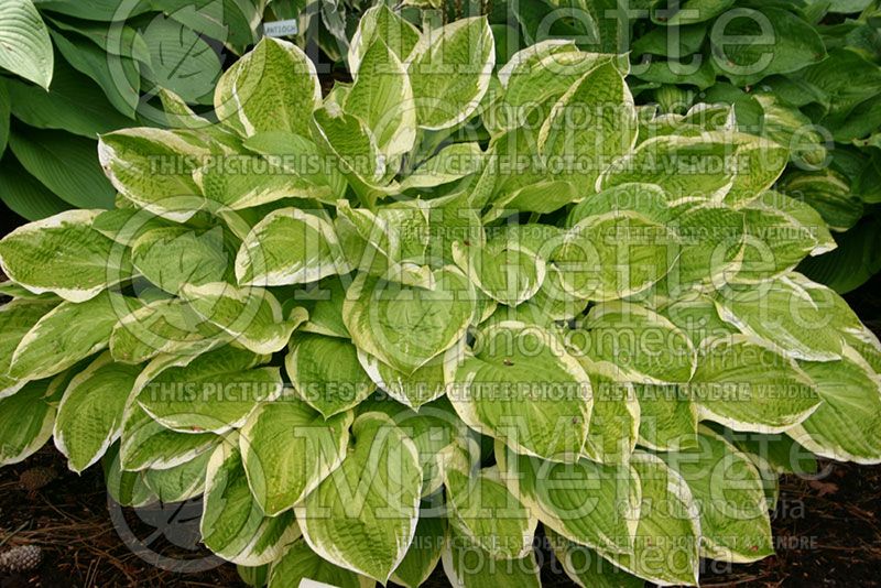 Hosta American Dream (Hosta funkia august lily)  2