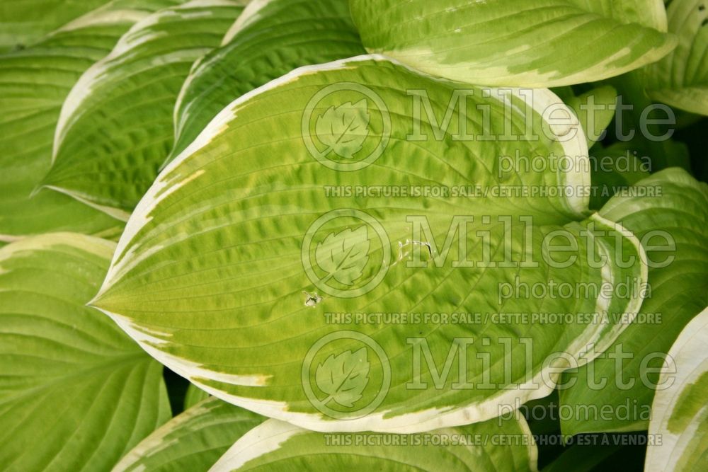 Hosta American Dream (Hosta funkia august lily)  1