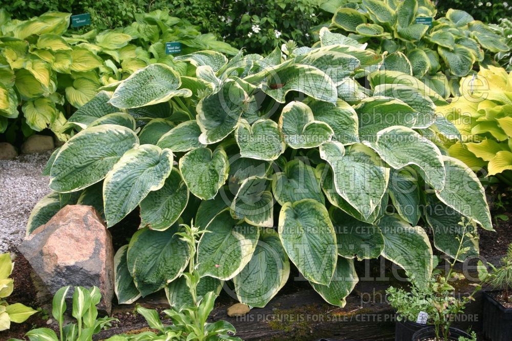 Hosta American Halo (Hosta funkia august lily) 1