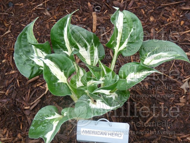 Hosta American Hero (Hosta funkia august lily) 1