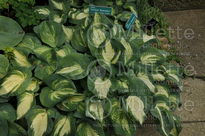 Hosta American Masterpiece (Hosta funkia august lily) 1 