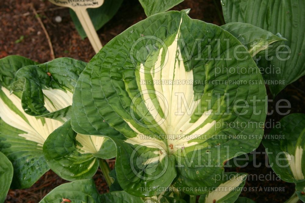 Hosta American Misty (Hosta funkia august lily) 1 