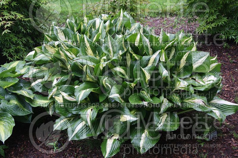 Hosta American Sweetheart (Hosta funkia august lily)  1