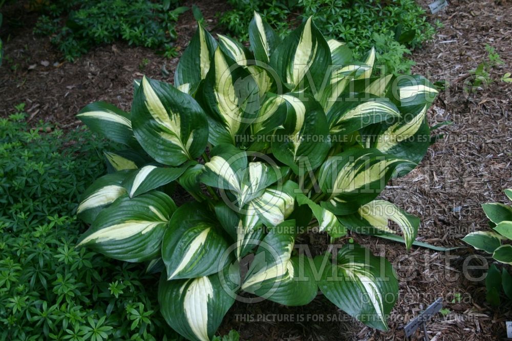 Hosta American Sweetheart (Hosta funkia august lily) 2