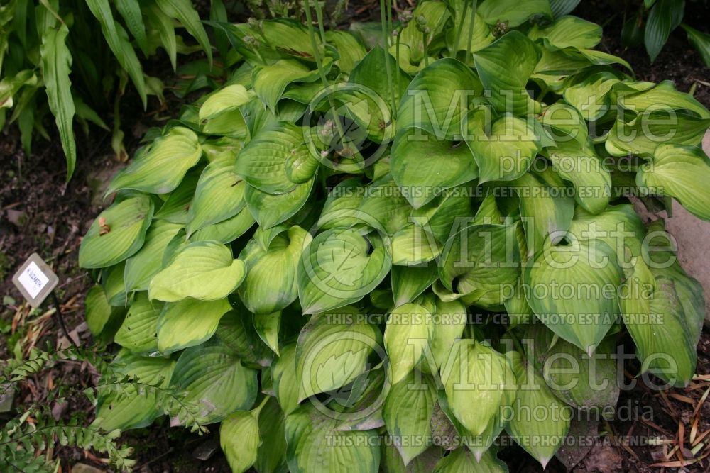 Hosta Amy Elizabeth (Hosta funkia august lily)  1