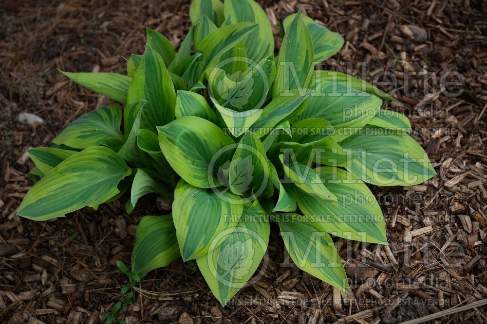 Hosta Angelique (Hosta funkia august lily) 1 