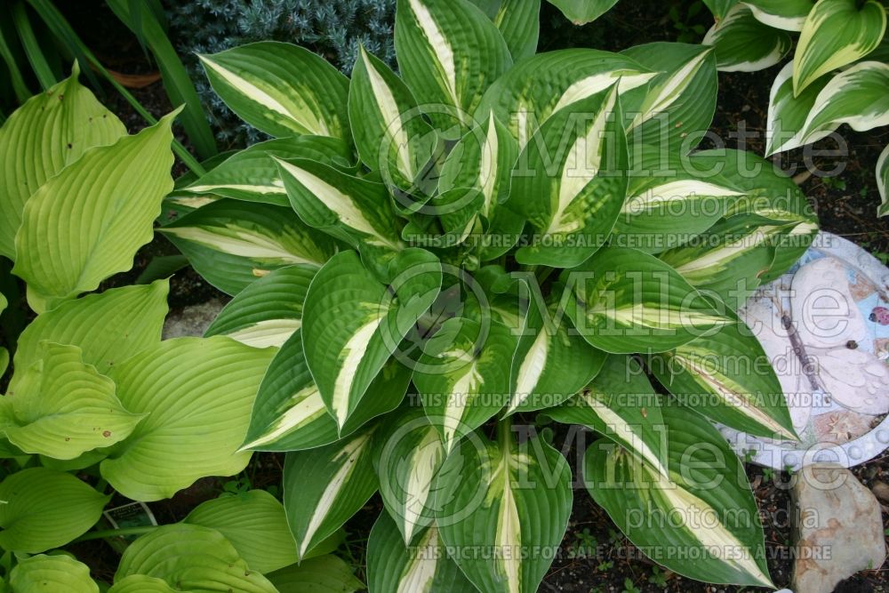 Hosta Ann Kulpa (Hosta funkia august lily) 1