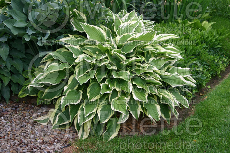 Hosta Antioch (Hosta funkia august lily)  1